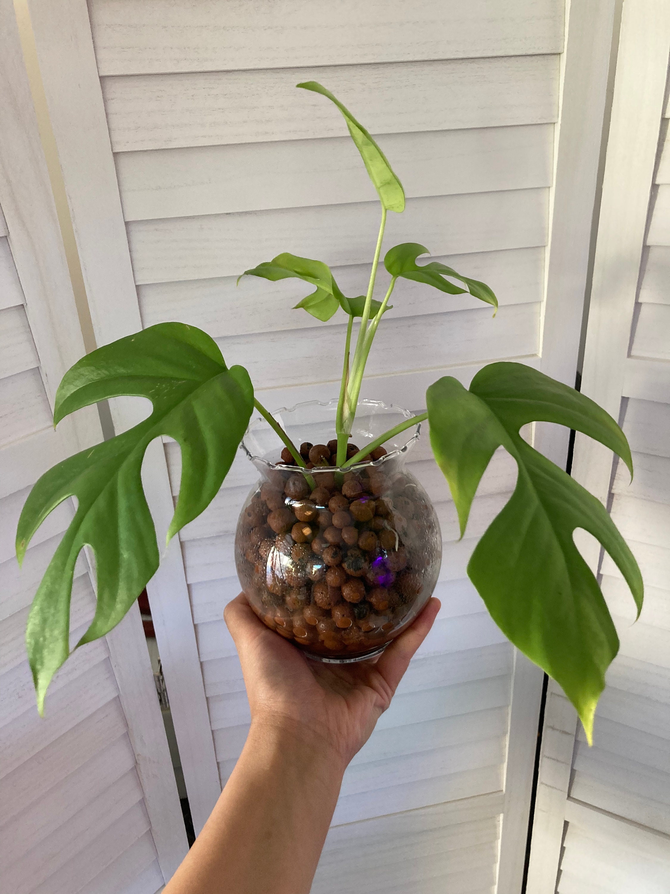 Rooted Rhaphidophora Tetrasperma, Rooted Mini Monstera, Leca Balls and  Glass Are Not Included in Sale. - Etsy