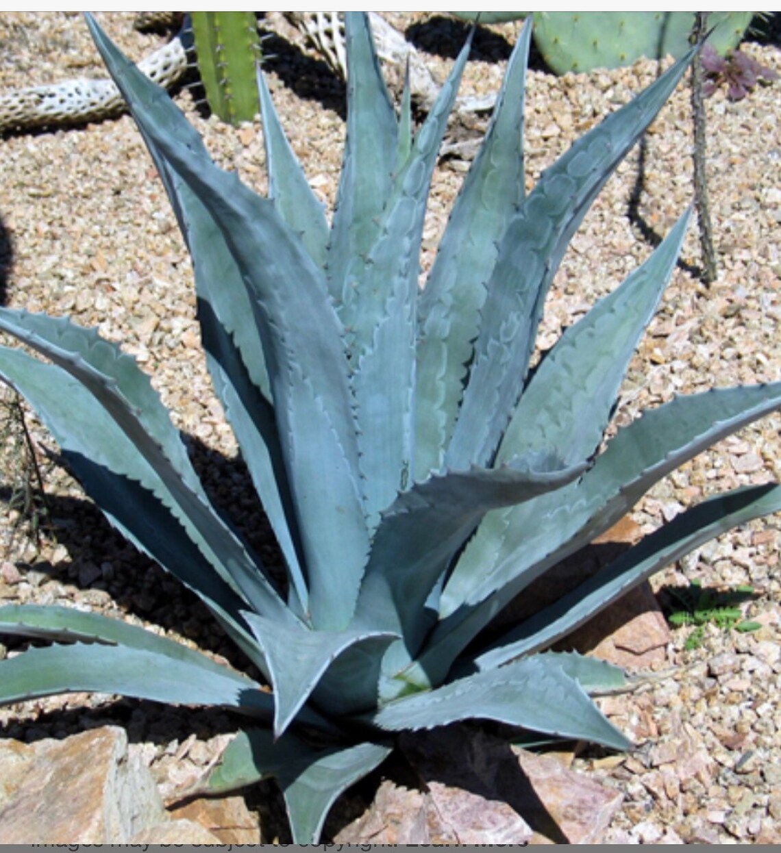 Blue Agave century Plant Maguey Aloe Cactus Etsy
