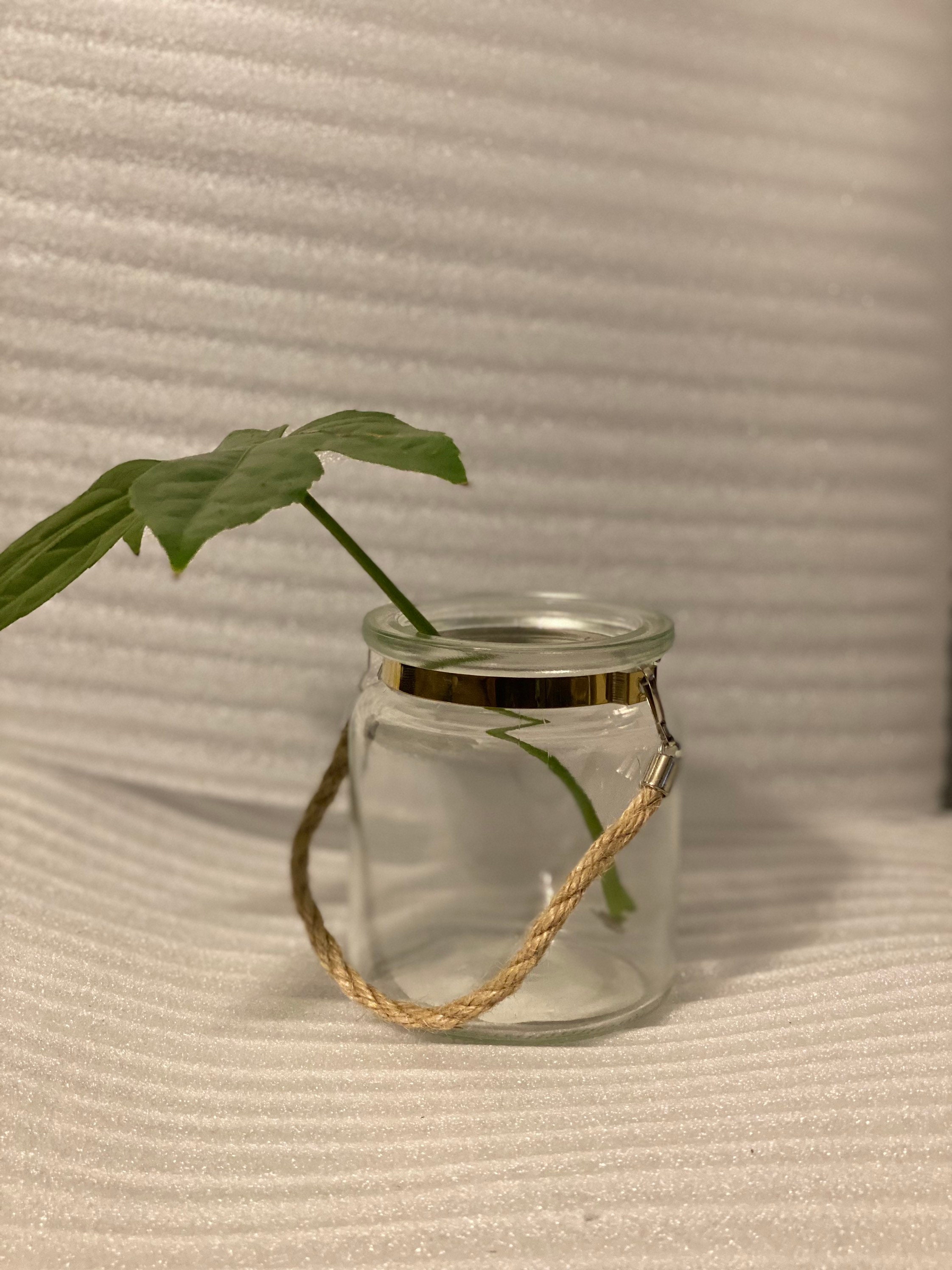 Propagation jar clear glass jar propagation station Etsy