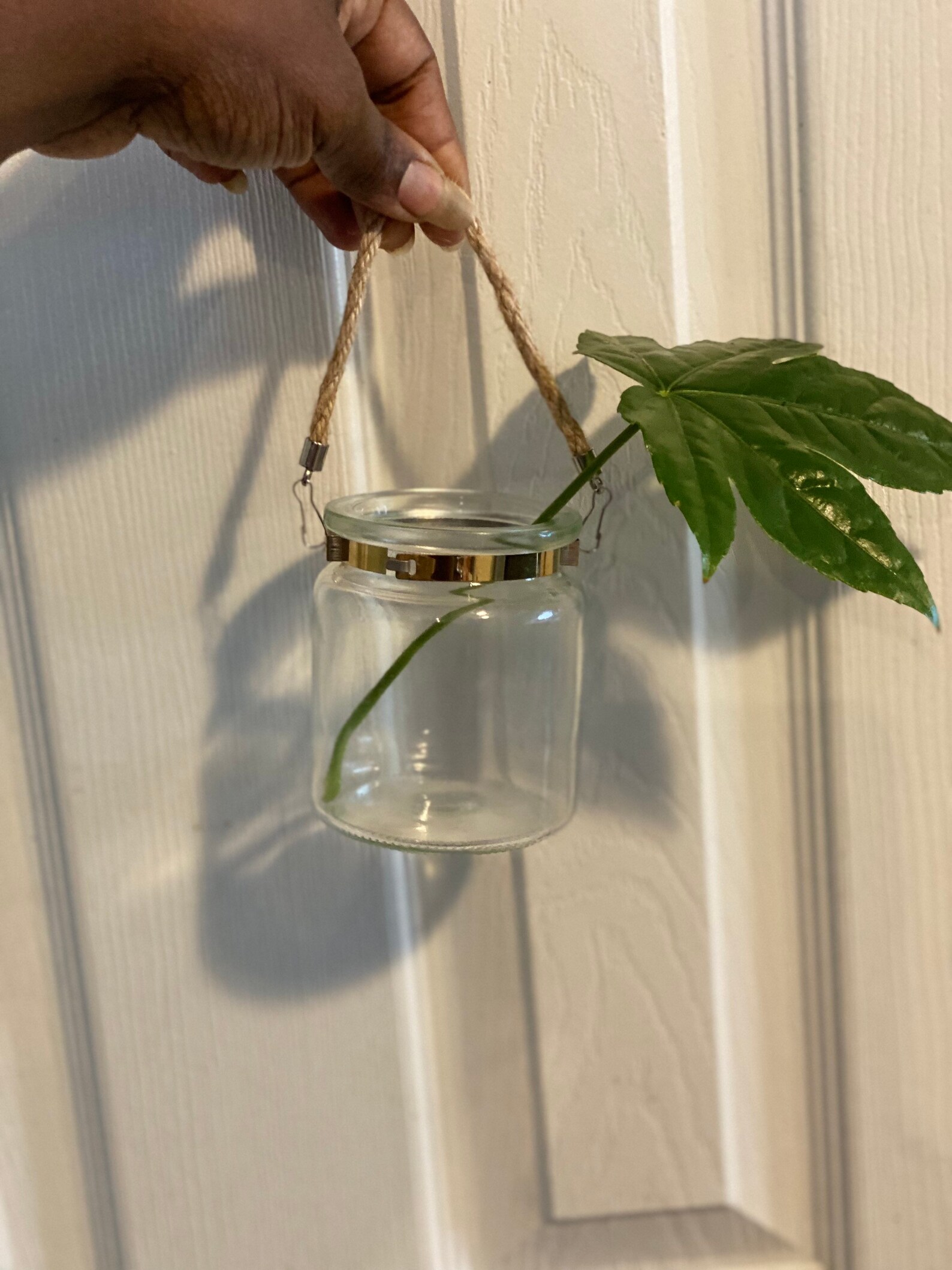 Propagation jar clear glass jar propagation station Etsy