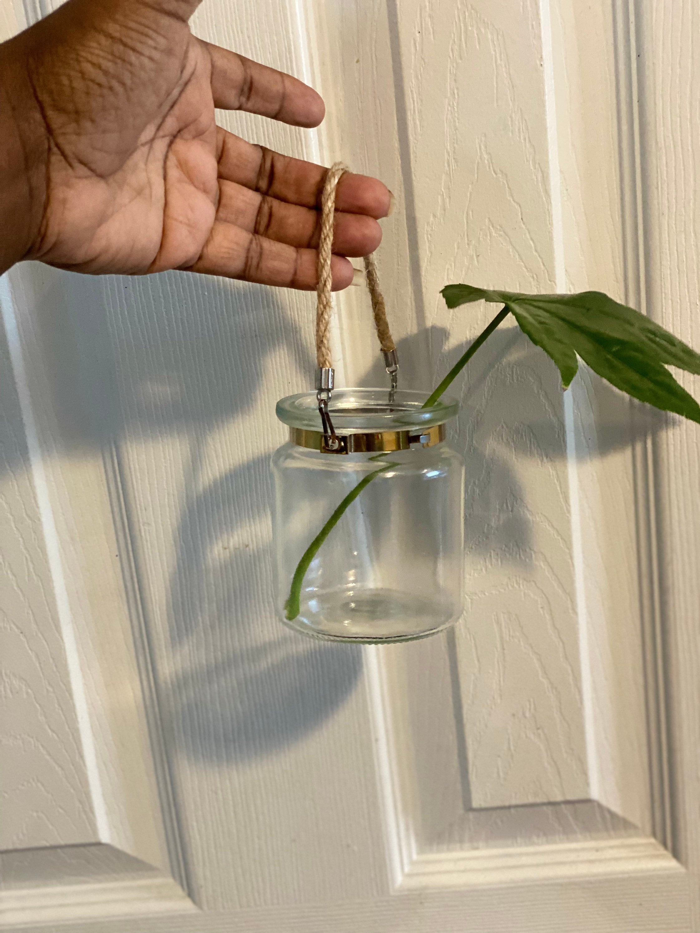 Propagation jar clear glass jar propagation station Etsy