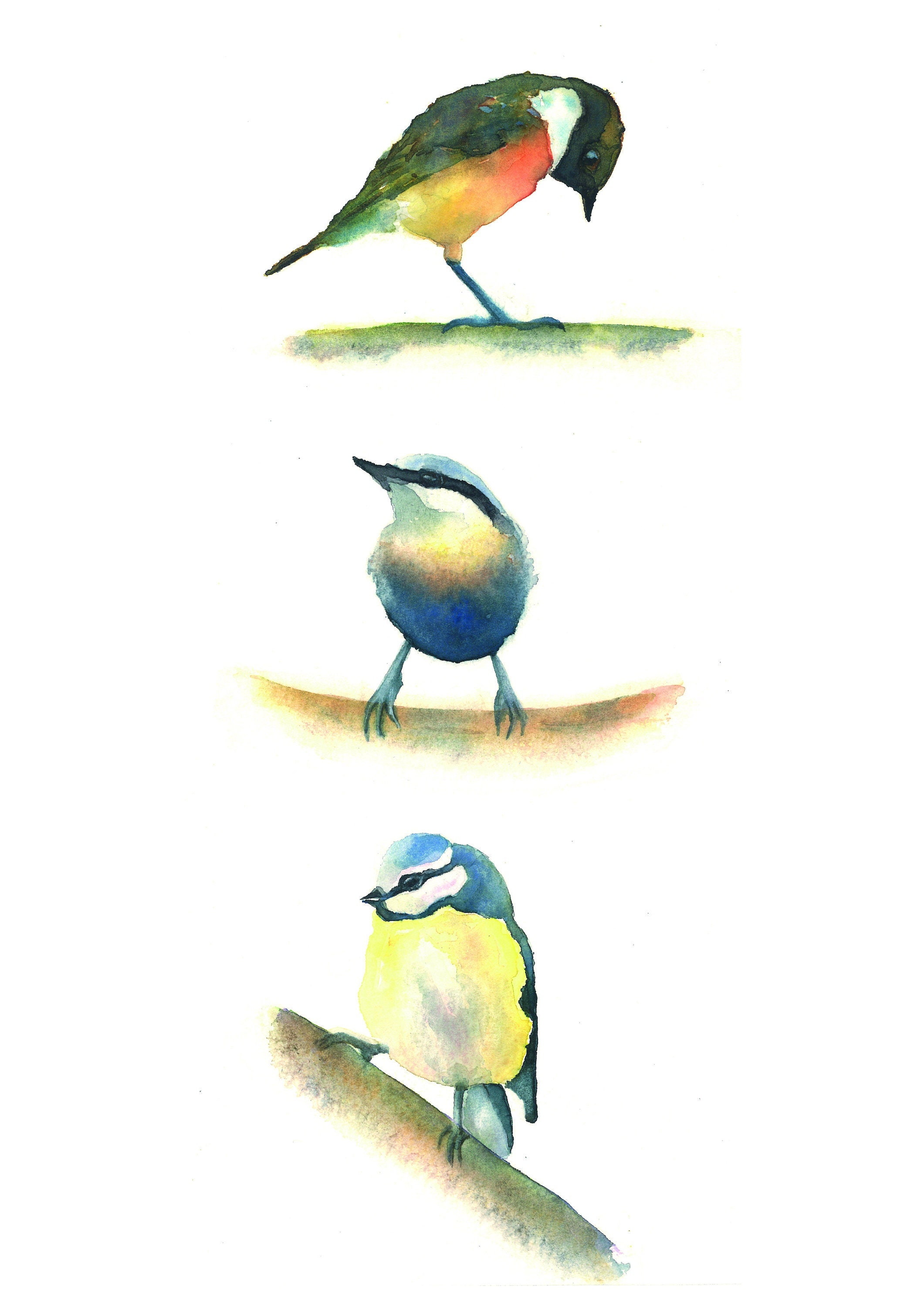 Aquarelle Originale Impression Des Oiseaux