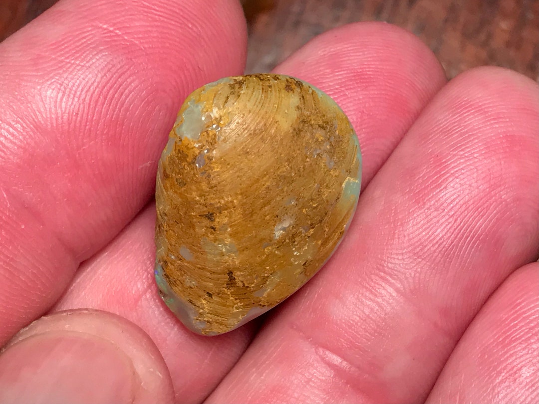 Opale Noble D'Australie (Coober Pedy) - Spécimen De Collection - 37.85 Carats - Neuf Avec écrin