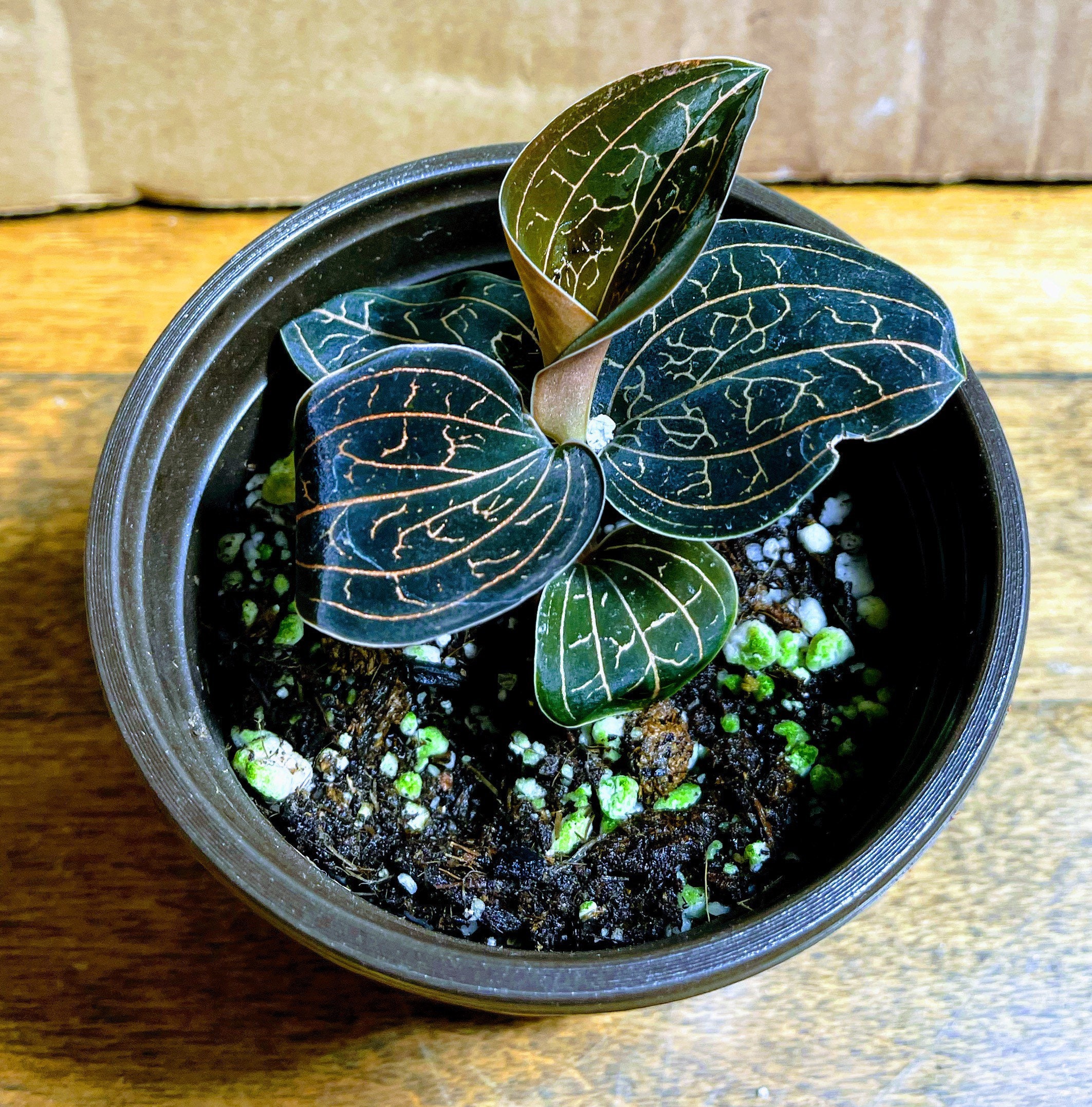 Golden Jewel Orchid 4 Pot Rooted anoectochilus Etsy