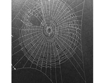 Real Spider Webs Preserved on Black 5.5x7.5 Cardstock