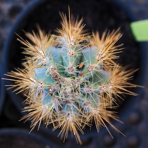 PA103 ~ Pilocerreus azureus ~ Blue Candle Cactus (rooted) ~ 4/15/2025