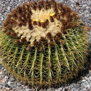 s102  ~  Ferrocactus grusonii  ~ Golden Barrel Cactus - 25 Fresh Seeds ~ updated 7/20/2022