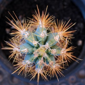 PA102 ~ Pilocerreus azureus ~ Blue Candle Cactus (rooted) ~ 4/15/2025
