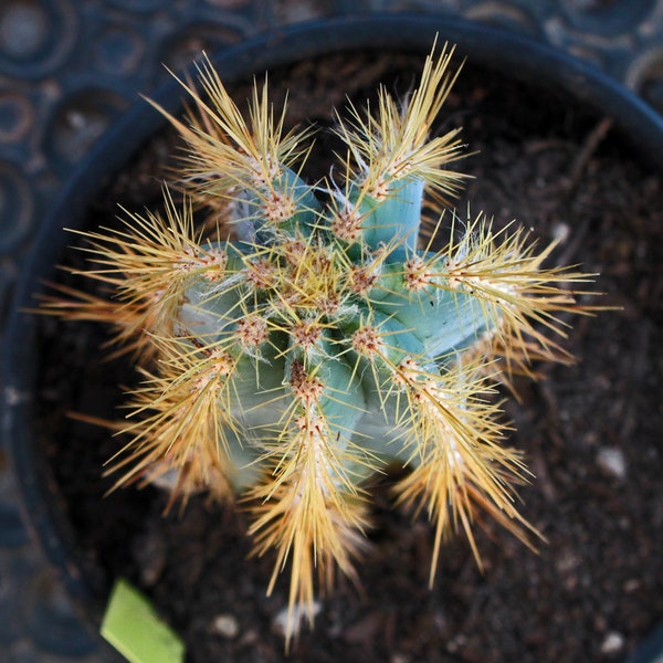 PA101 ~ Pilocerreus azureus ~ Cactus Vela Azul (enraizado) ~27/02/2026