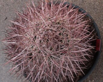 EJ-66 Neolloydia johnsonii ~ Rare! Johnson's Pineapple Cactus ~ Updated  2/17/2024