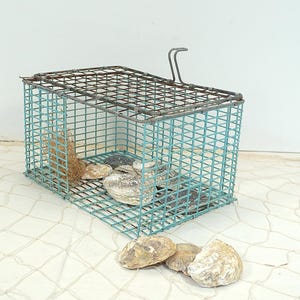 Può includere: Una gabbia di filo metallico rettangolare vintage, dipinta di un colore verde acqua sbiadito. Contiene gusci di ostriche e materiale vegetale secco. La gabbia è su una superficie bianca con un motivo a rete da pesca, con altre conchiglie.