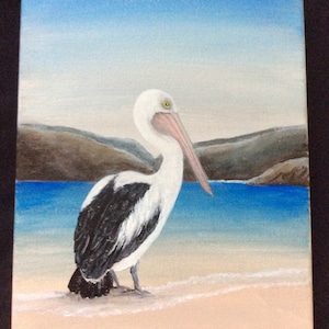 Pelican