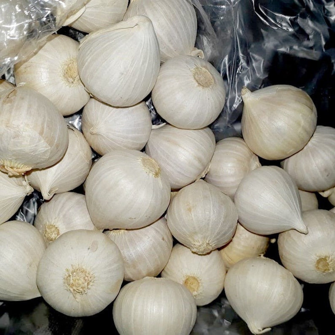 30 2000 Bulbs Solo Garlic Single Clove Garlic Allium Etsy