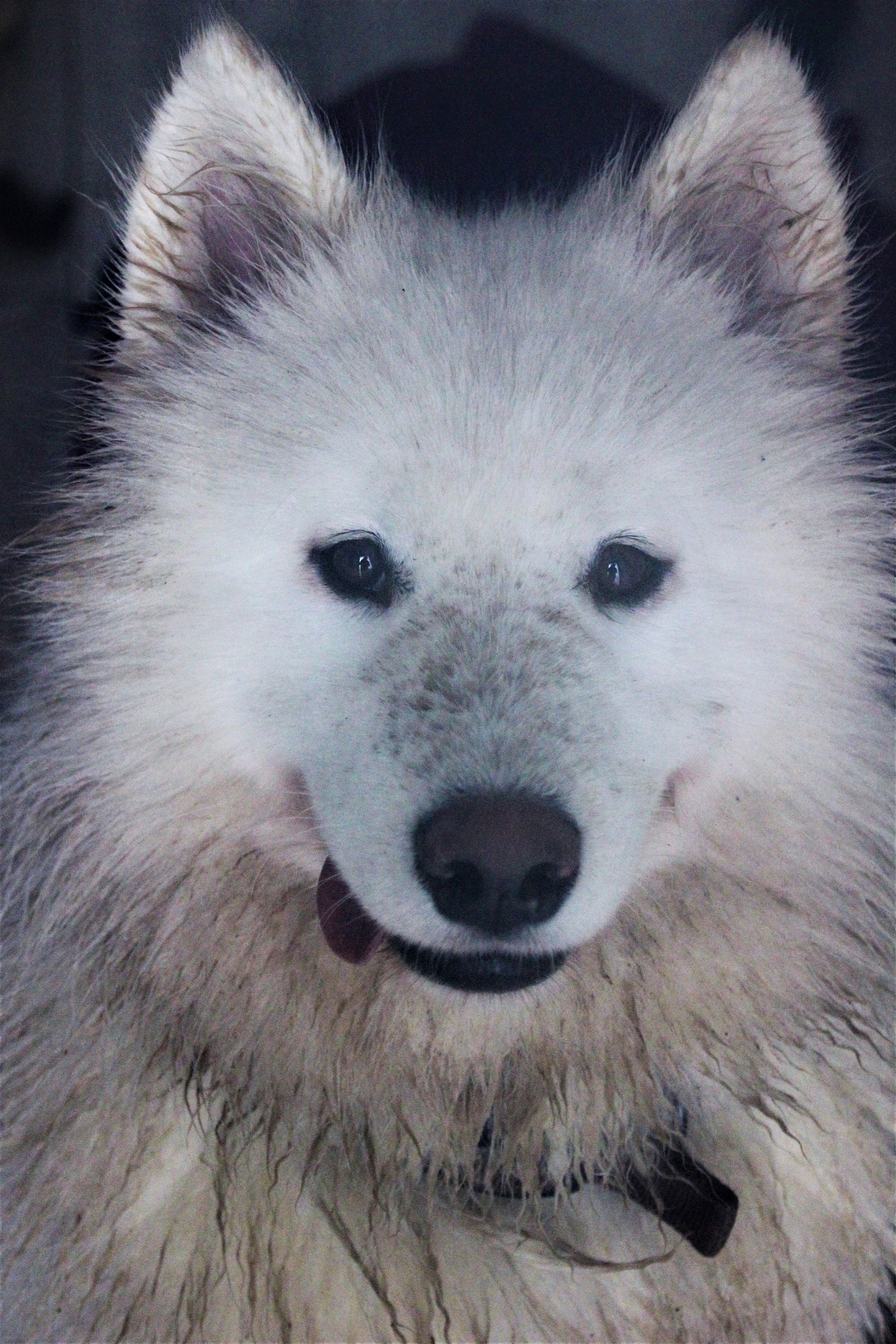 Communication Animale