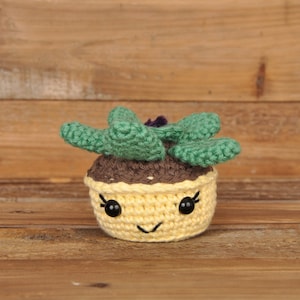 Succulent Plant, Mixed Colors, Crochet Plant, Crochet Cactus, Handmade,Amigurumi, Gift for Friend, Gift for Her, Birthday Gift, Office Plant