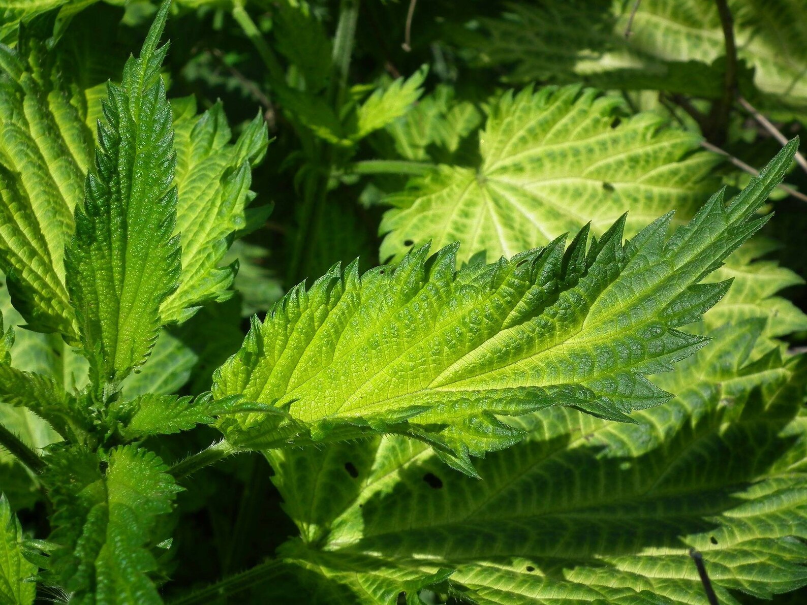 Nettle wild herb wild nettle organic natural dried Etsy