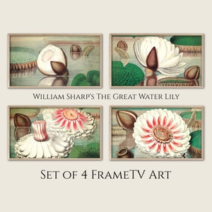 May include: Set of four botanical illustrations of white water lilies with pink centers. The illustrations are framed in a light wood frame. The text "William Sharp's The Great Water Lily" is printed below the top two illustrations and the text "Set of 4 FrameTV Art" is printed below the bottom two illustrations.