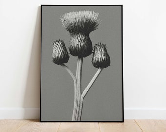 Karl Blossfeldt Poster Centaurea Ruthenica Urformen Der - Etsy