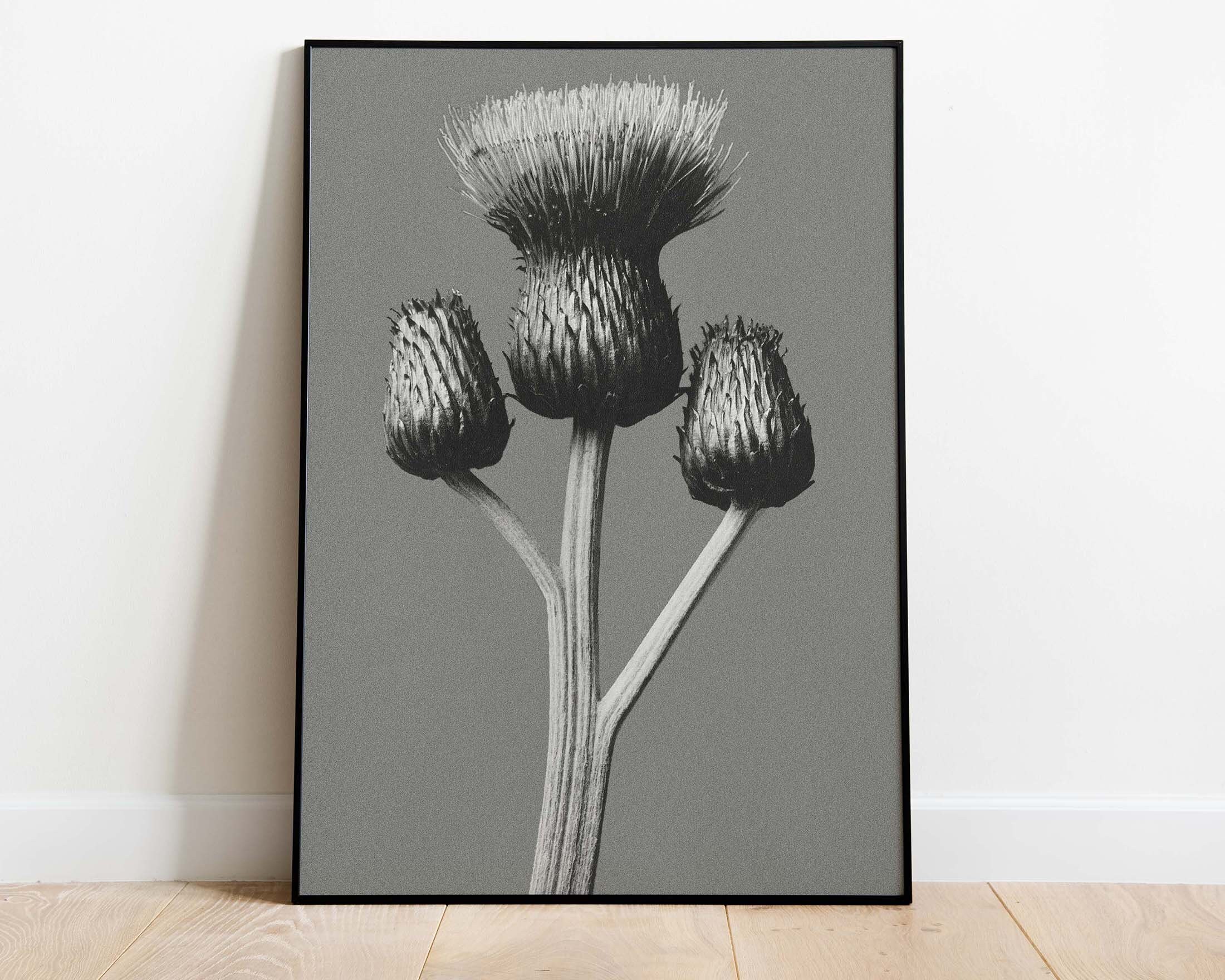 Karl blossfeldt - Etsy 日本