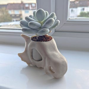 Puede incluir: Una planta suculenta verde claro en una maceta con forma de calavera de color crema. La planta tiene hojas redondeadas y está plantada en tierra marrón. La maceta está sobre una superficie blanca.