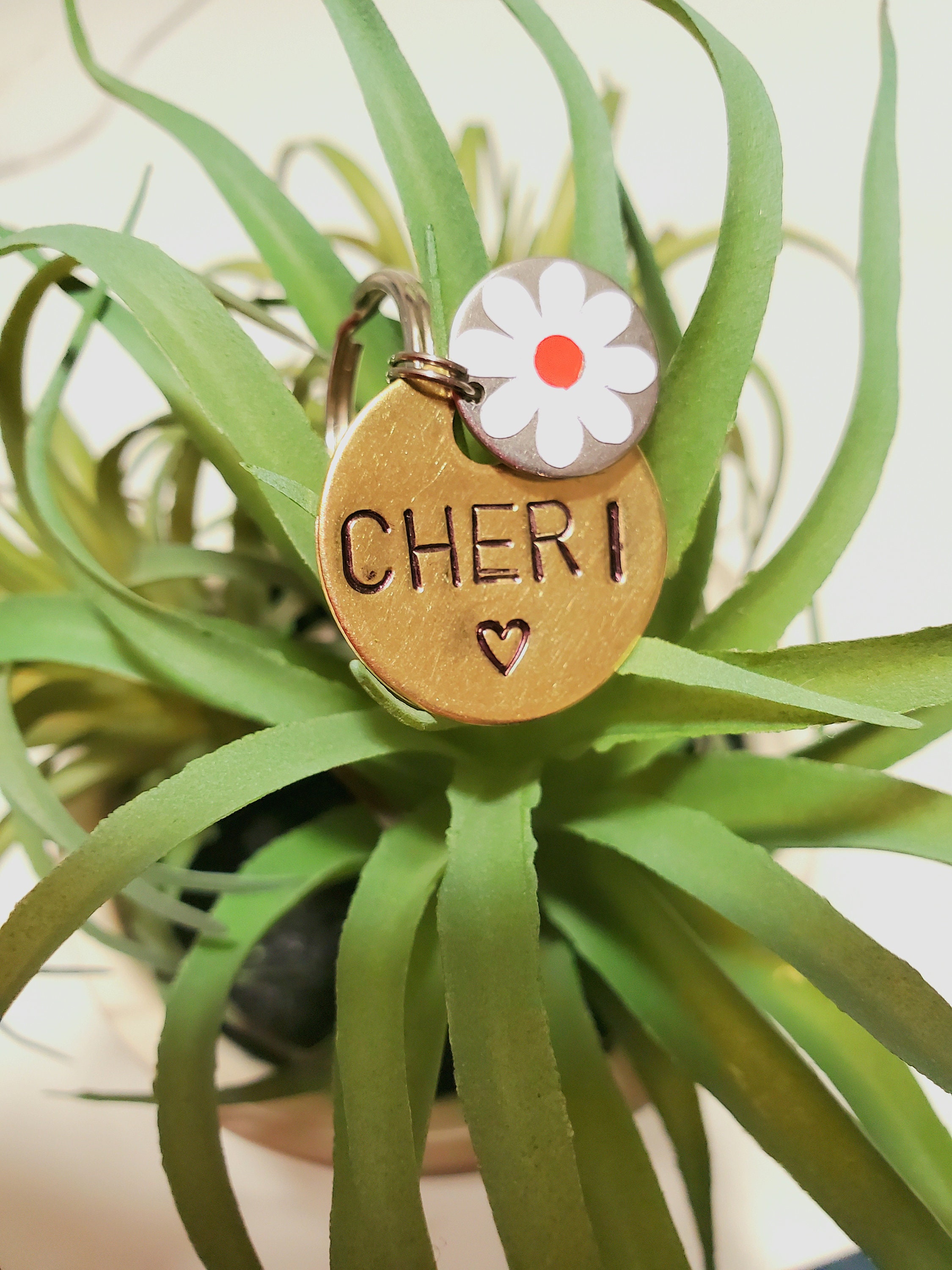 Cane Misto Della Razza Del Feist Nero Felice Di Labrador Con Il Collare Arancio Image109033492 - Foto 8