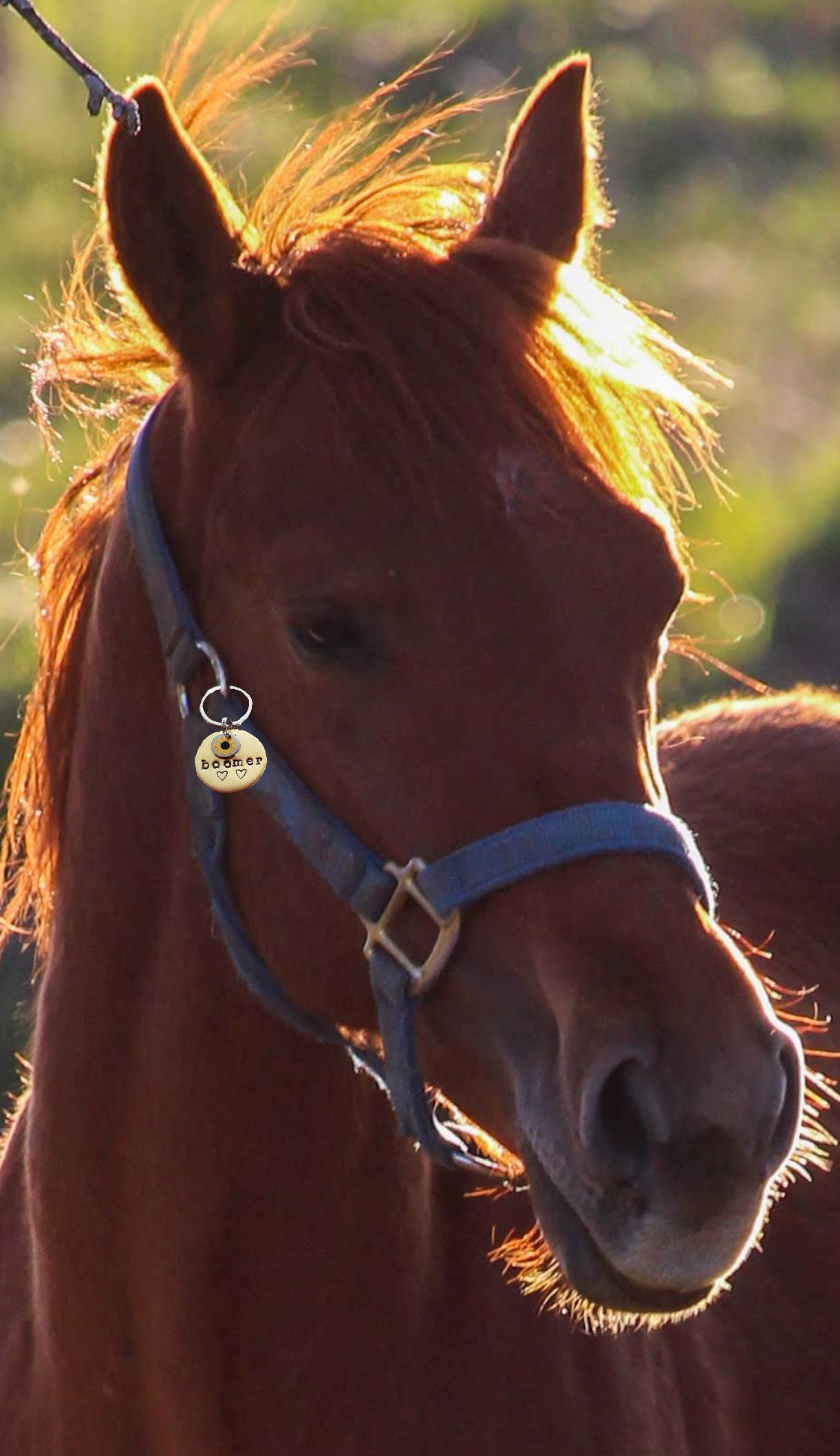 Cane Misto Della Razza Del Feist Nero Felice Di Labrador Con Il Collare Arancio Image109033492 - Foto 10