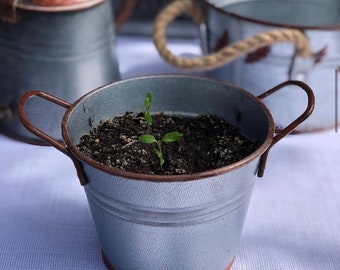 Galvanized Vintage Bucket / Garden Planter