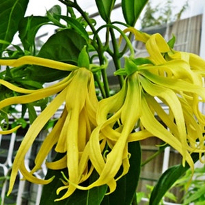 TheBloomingCupp Dried Ylang Ylang