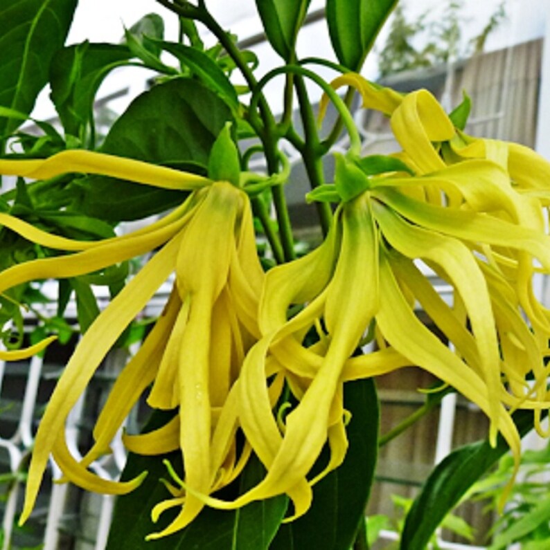 TheBloomingCupp Dried Ylang Ylang