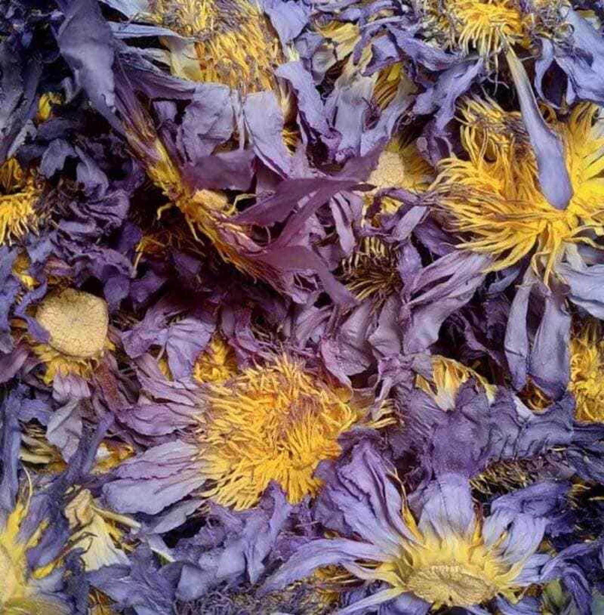 Dried Blue Lotus Blue Lotus Flowers Egyptian Lotus Blue Etsy