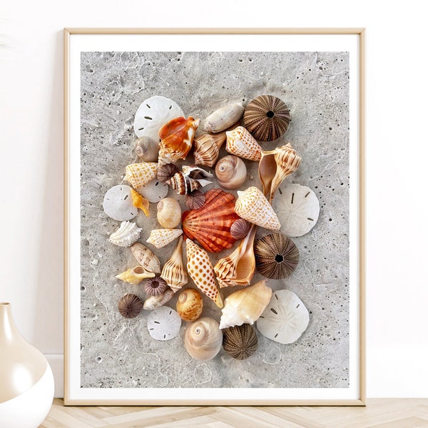 Seashell Photography, Shell Photo, Beach Decor, Fine Art Print, Coastal Accent, Beach Print, Nautical Decor, Moon Snail Fine Art Shell Print