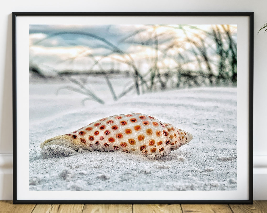 Junonia Seashell Fine Art Print, Sea Life Fine Art, Spotted Sea Shell Pink Tan, Ocean Life Artwork, Sea Side Picture, Beach Decor, Lido Key