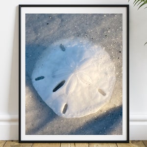 Seashell Fine Art Print, Sand Dollar Wall Art, Sand Dollar Home Decor, Nautical Marine Sea Life Beach House, Seashell Photography, Coastal