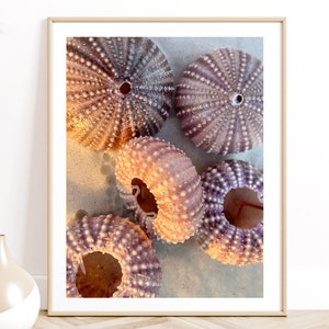 Sea Urchin Print, Beach Photography, Purple Wall Art, Seashell Photo, Purple Bathroom Decor, Sea Urchin Shell, Pastel, Coastal Decor, Surf