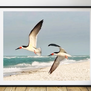 Black Skimmers in Flight, Bird Photography, Fine Art Print, Beach Decor, Florida Bird, Nature Photo, Wall Decor, Wildlife, Coastal Art, Lido