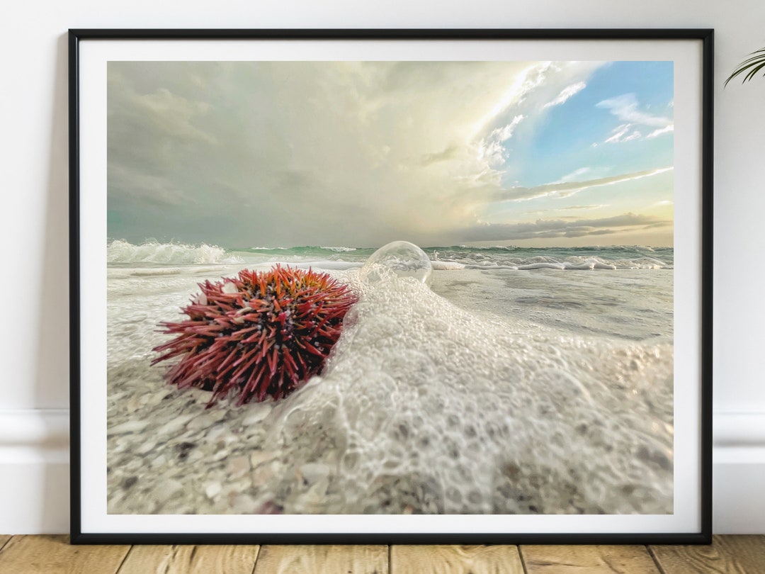 Seashell Fine Art Print, Sea Urchin Wall Art Home Decor, Nautical Marine Sea Life, Beach House