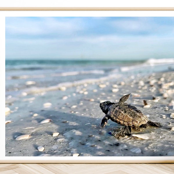 Baby Loggerhead Fine Art Print, Sea Turtle Wall Art, Turtle, Beach, Lido Key, Ocean, Animals, Nature, Sand Beach, Sea Turtle Photography