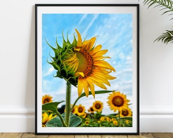 Sunflower Field Wall Art,  Flowers Print, Floral Print, Sunflower Blossom Rustic Farmhouse Decor, Sunflower Home Decor, Sunflower Decor