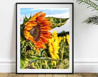 Sunflower Field Wall Art, Flowers Print, Floral Print, Sunflower Blossom Rustic Farmhouse Decor, Sunflower Home Decor, Sunflower Decor