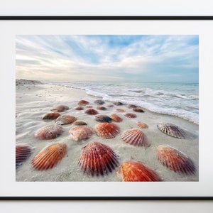 Sea Shell Print, Bathroom Wall Art, Scallop Wall Print, Seashell Photography, Scallop Print, Beach Love Gift, Seashells Fine Art Print
