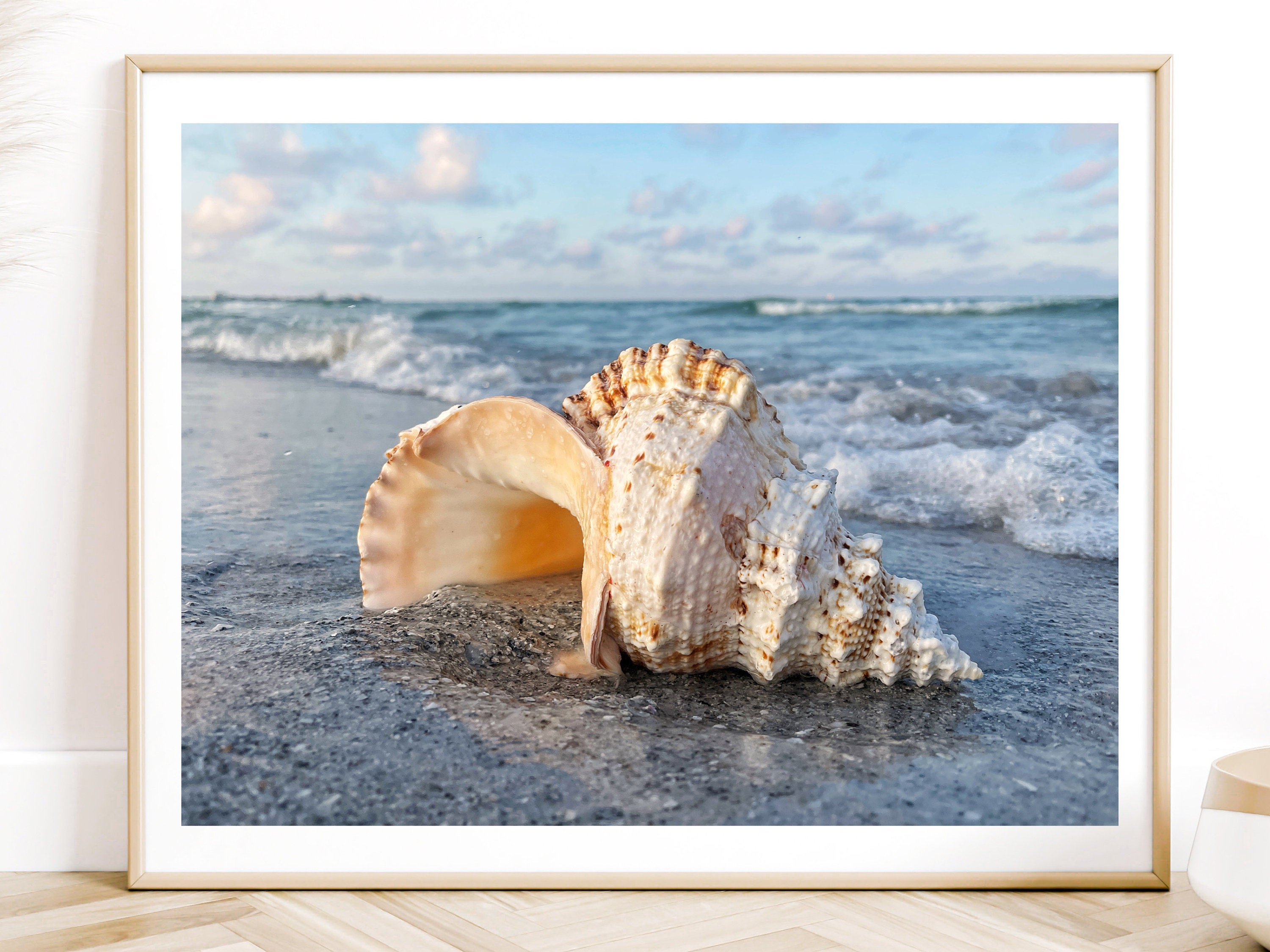 Seashell Photography, Shell Coastal Nautical Photo, Beach Decor