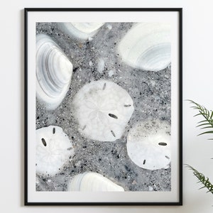 Seashells Fine Wall Art Print  Sand Dollar Home Decor, Original modern black and white photo, Tiny Sand Dollars, Coastal Beach House Decor