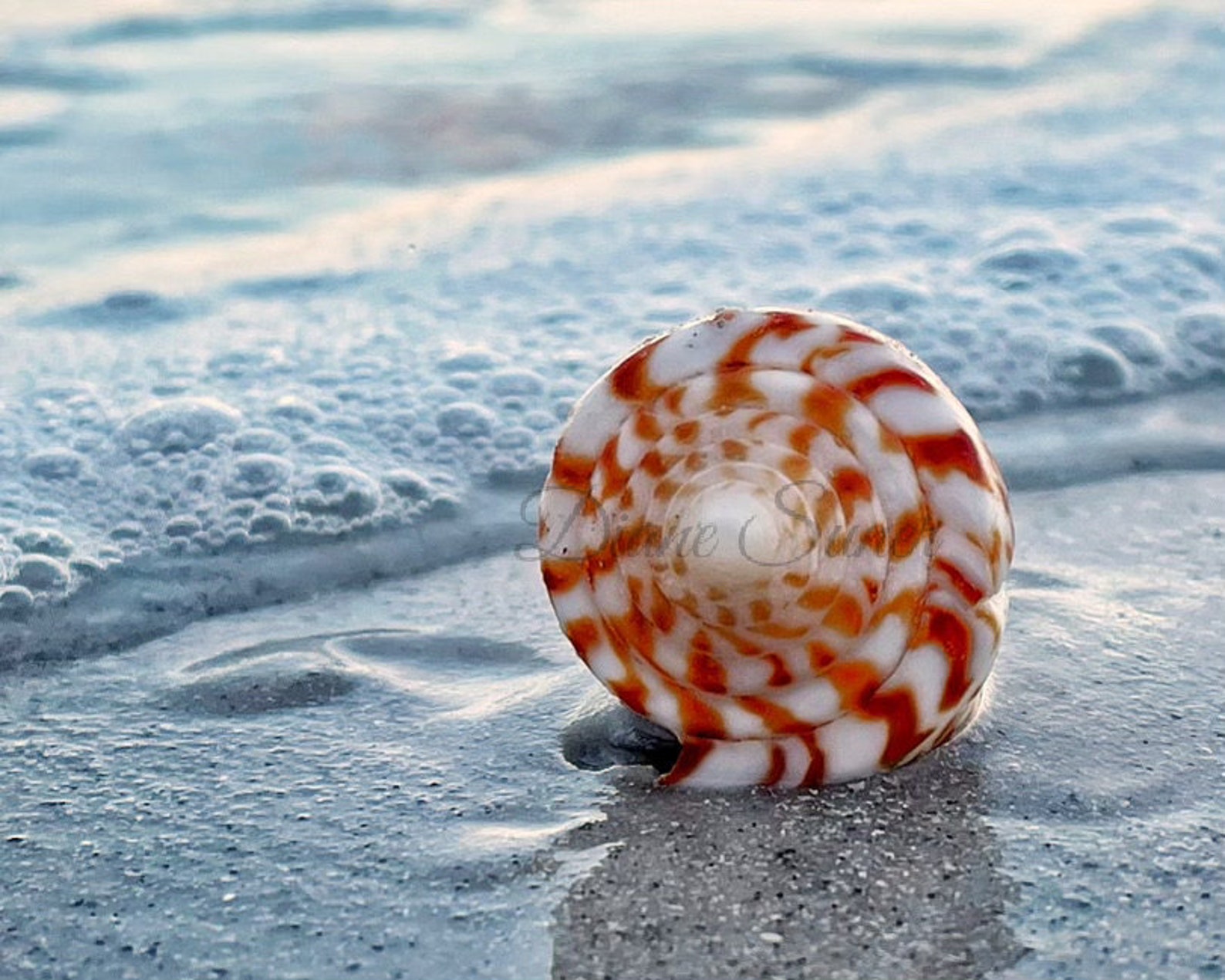 Alphabet Cone Seashell Printsea Shell Fine Art Print Clam - Etsy