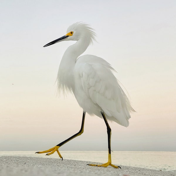 White Egret Print, White Heron, Seashell Photography, Egret Bird Print, Beach Cottage Wall Decor, Nature Print, Lido Key Beach