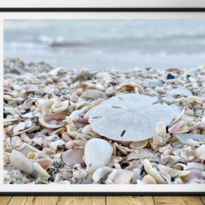 Seashell Fine Art Print, Sand Dollar Wall Art, Sand Dollar Home Decor, Nautical Marine Sea Life Beach House, Seashell Photography, Coastal
