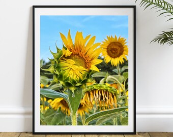 Sunflower Field Wall Art, Flowers Print, Floral Print, Sunflower Blossom Rustic Farmhouse Decor, Sunflower Home Decor, Sunflower Decor A