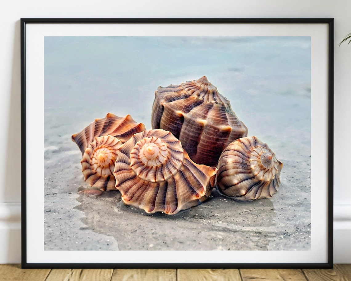 Coastal Seashell Fine Art Print Beach Shell Prints Sea Life | Etsy