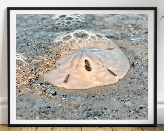 Mini Tagliere In Marmo Mud Pie Con Incisione Sand Dollar – 16,5 Cm, Elegante E Compatto