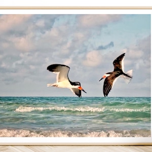 Black Skimmers in Flight, Bird Photography, Fine Art Print, Beach Decor, Florida Bird, Nature Photo, Wall Decor, Wildlife, Coastal Art, Lido
