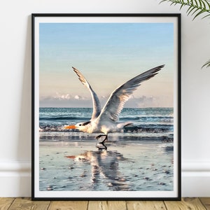 Florida Terns,